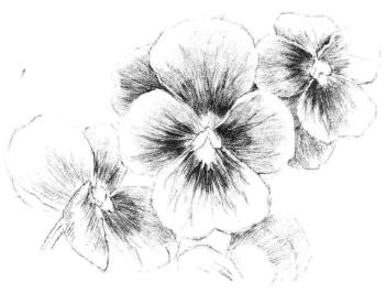 三色花素描畫法步驟07