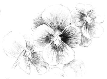 三色花素描畫法步驟08
