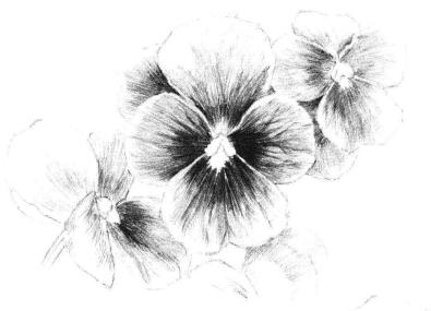 三色花素描畫法步驟09