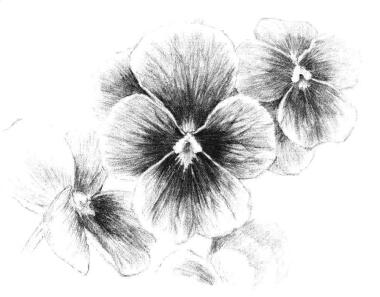 三色花素描畫法步驟10