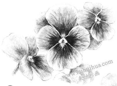 三色花素描畫法步驟11