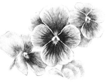 三色花素描畫法步驟12