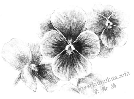 三色花素描畫法步驟13