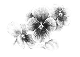 三色花素描畫法