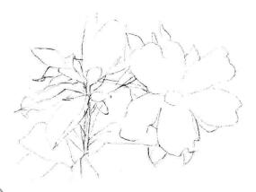 紅山茶素描畫法步驟02