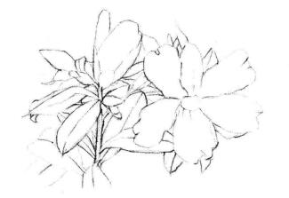紅山茶素描畫法步驟03