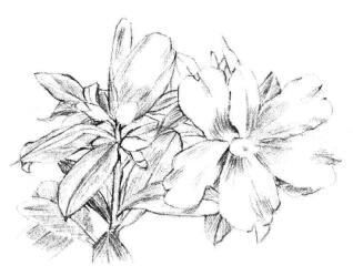 紅山茶素描畫法步驟05