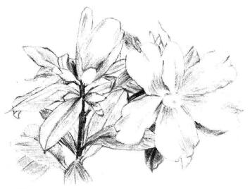 紅山茶素描畫法步驟06