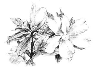 紅山茶素描畫法步驟07