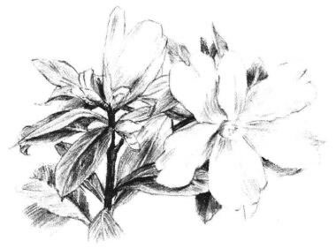紅山茶素描畫法步驟08