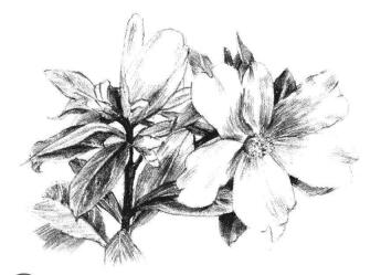 紅山茶素描畫法步驟09