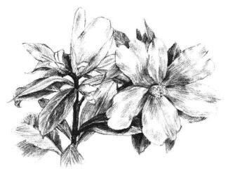 紅山茶素描畫法步驟10