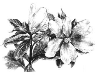 紅山茶素描畫法步驟11