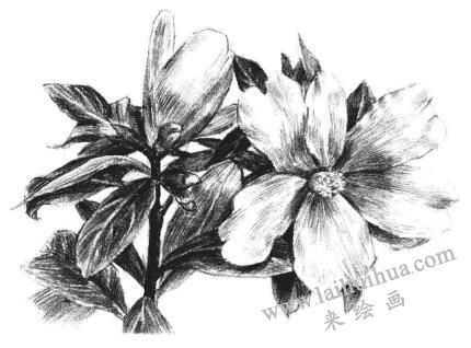 紅山茶素描畫法步驟12