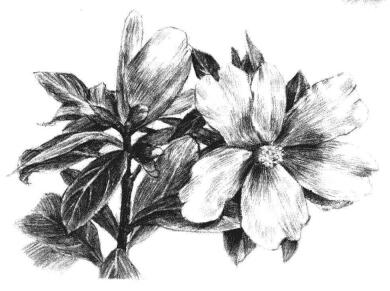 紅山茶素描畫法步驟13