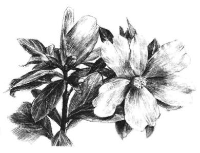 紅山茶素描畫法步驟14