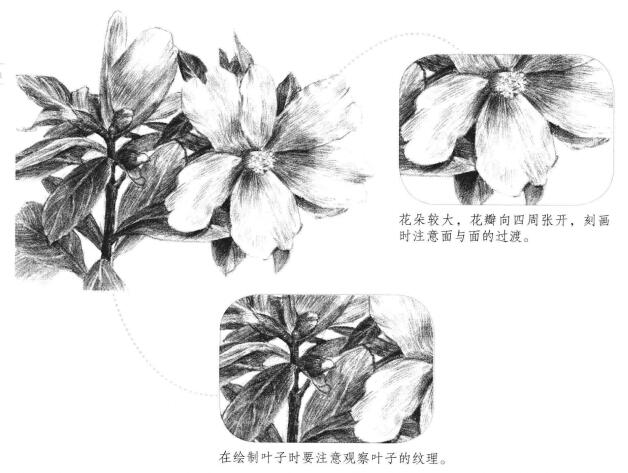 紅山茶素描畫法