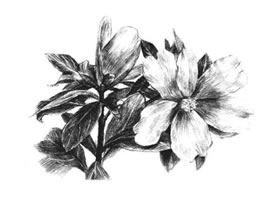 紅山茶素描畫法