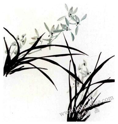 蘭花的畫法范畫畫法步驟03