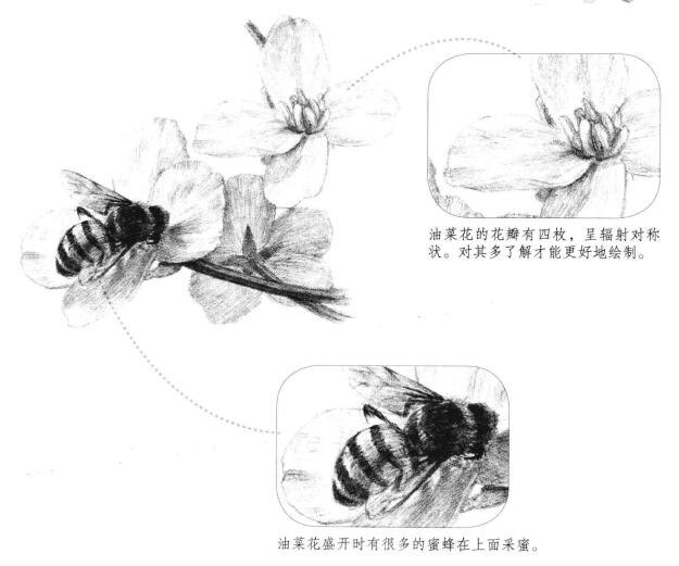 油菜花素描畫法