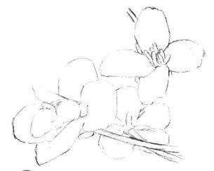 油菜花素描畫法步驟02