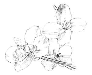 油菜花素描畫法步驟04