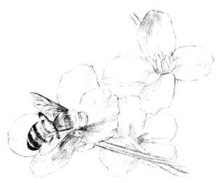油菜花素描畫法步驟06