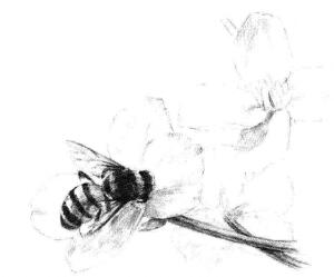 油菜花素描畫法步驟07