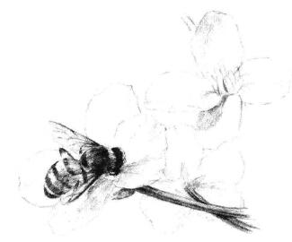 油菜花素描畫法步驟08