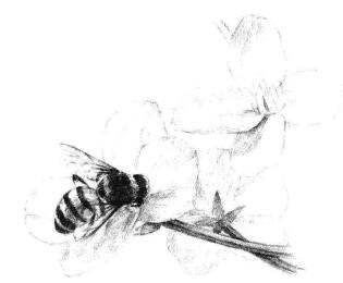 油菜花素描畫法步驟09