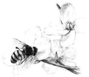 油菜花素描畫法步驟10