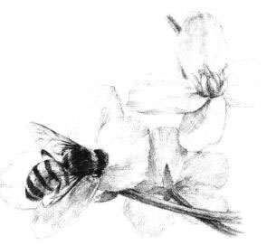 油菜花素描畫法步驟11