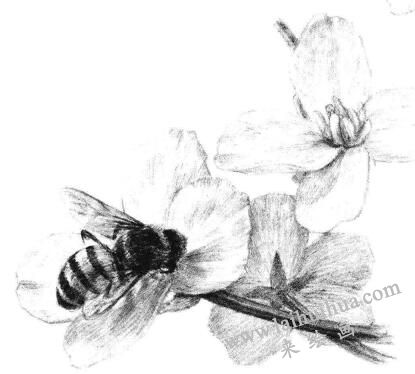 油菜花素描畫法步驟14