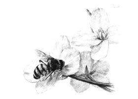 油菜花素描畫法