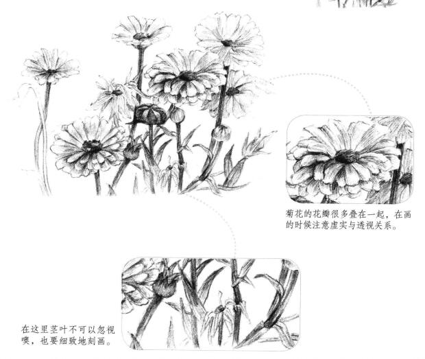 菊花素描畫(huà)法