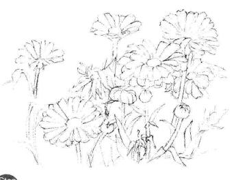 菊花素描畫(huà)法步驟03