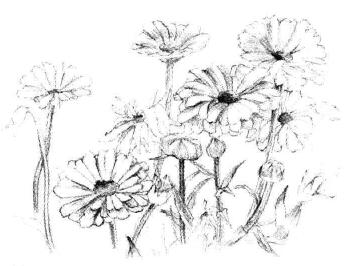 菊花素描畫(huà)法步驟04