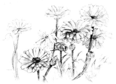 菊花素描畫(huà)法步驟05