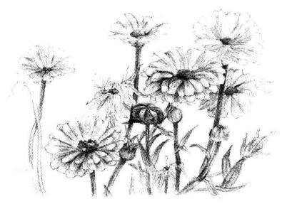 菊花素描畫(huà)法步驟06