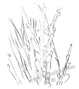 銀芽柳素描畫法步驟01