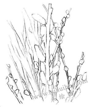 銀芽柳素描畫法步驟02