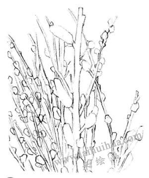 銀芽柳素描畫法步驟03