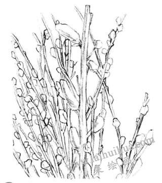 銀芽柳素描畫法步驟04