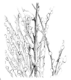 銀芽柳素描畫法步驟05