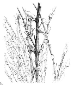 銀芽柳素描畫法步驟06