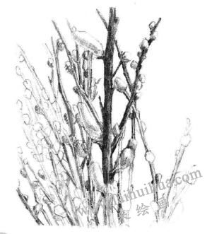 銀芽柳素描畫法步驟07