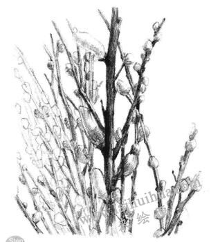 銀芽柳素描畫法步驟08