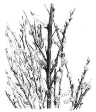 銀芽柳素描畫法步驟09