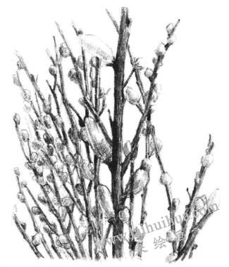 銀芽柳素描畫法步驟10