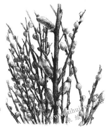 銀芽柳素描畫法步驟11